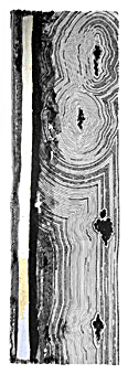 Divagation - Abstrait graphique - 40x120cm - Support toile, encre de Chine à la plume sur base de lavis d'encre de Chine sépia, rehauts de feuille d'or et/ou d'argent